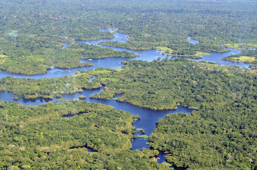 The Amazon Rainforest, which spans over 2 million square miles, houses one of the most abundant Carbon stores in the world. It is also rich in natural minerals, which is why the forest is heavily exploited within the boundaries of Peru. (Neil Palmer/CIAT/Wikimedia Commons)